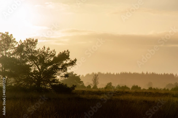 Fototapeta A picture of a forest landscape during the golden hour with the sun setting. It's getting foggy. The trees are black.