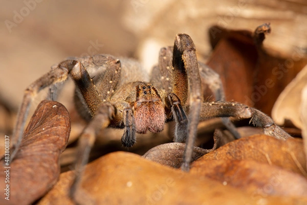 Fototapeta Aranha armadeira (Phoneutria)