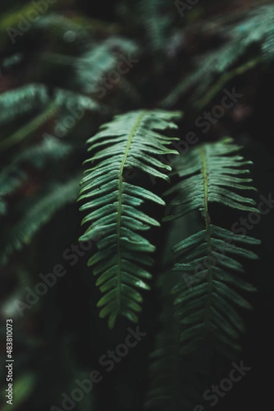 Fototapeta Close up of deep green bracken fern fronds. Captured in Sumava forests