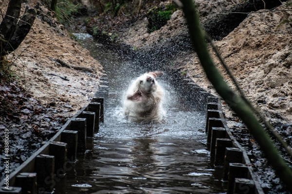 Fototapeta A dog in a little river shaking out. Her head turns around. The waterdrops fly all over.