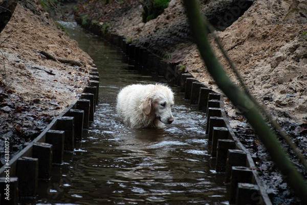 Fototapeta A dog, a golden retriever, standing in a little creek in the forest, searching with his head over the water