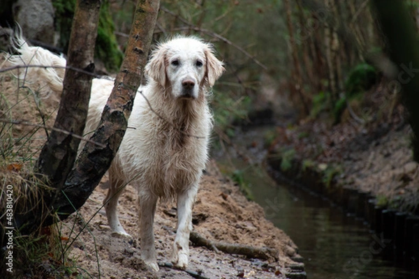 Fototapeta A golden retriever dog standing in the forest near a stream. She has wet hair.