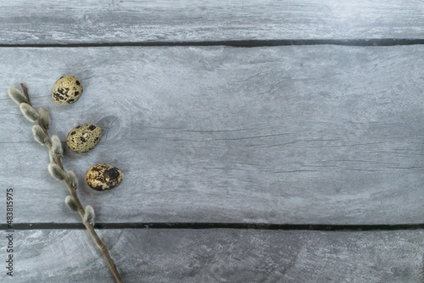 Obraz Easter background. A pussy willow branch and three quail eggs.