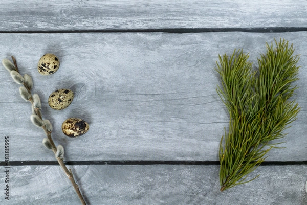 Fototapeta Easter background. A willow branch, three quail eggs and a pine branch.