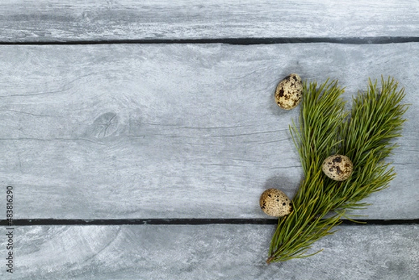 Obraz Easter background. Pine branch and quail eggs on a light wood background.