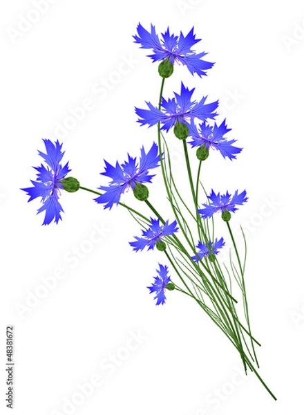 Fototapeta Cornflowers