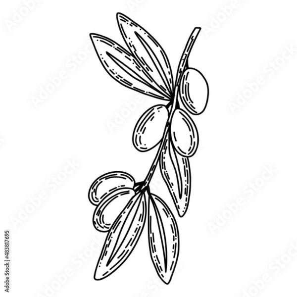 Fototapeta Vector logo of olives on a branch in black colour. Modern logo in doodle style. Minimalistic floral vector illustration. Elegant sign for canned olives, olive oil, olive plantation, logo of branch