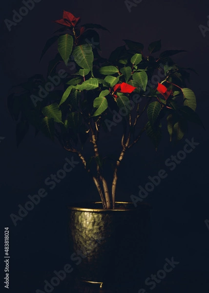 Obraz weihnachtsstern