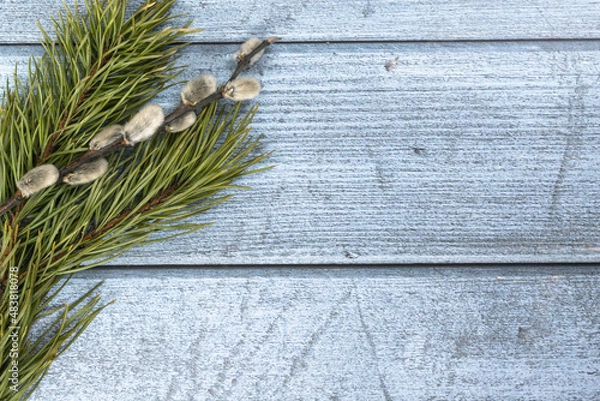 Obraz Easter background. Willow branch and pine on the left on a blue wood background.