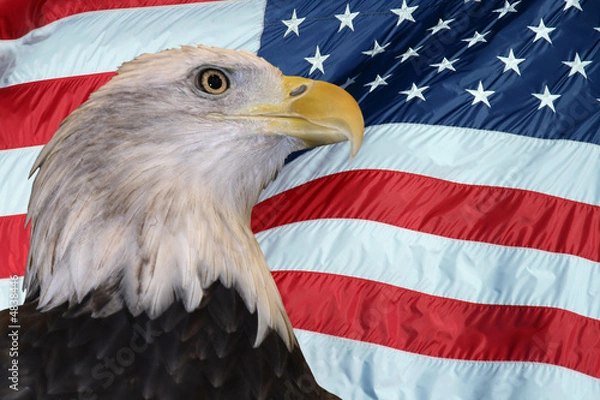 Fototapeta Patriotic Bald Eagle