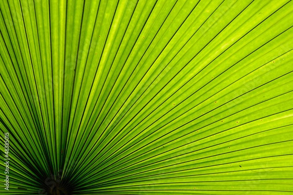 Obraz Texture of Green palm Leaf