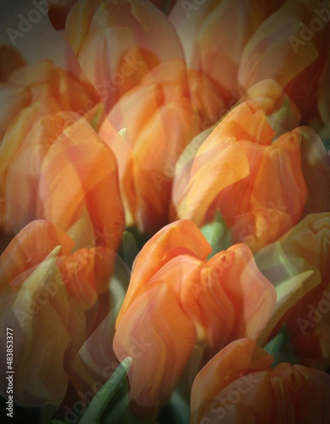 Obraz Tulipany