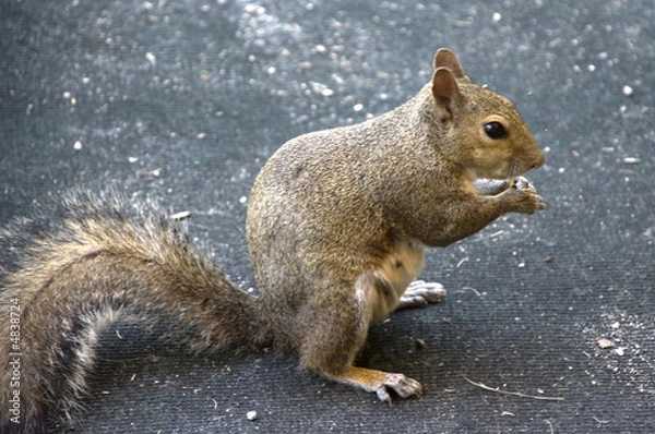 Obraz Squirrel on Ground