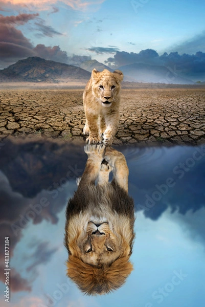 Fototapeta Lion Cub patrzy na odbicie dorosłego lwa w wodzie
