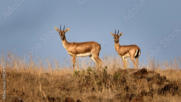 Obraz Shy and quiet Indian Gazelle known as Chinkara in India basking in the morning sun in the grassland near Pune, India
