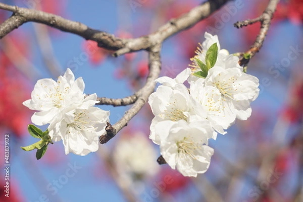 Fototapeta 桃の花