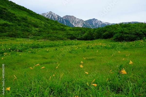 Obraz ニッコウキスゲの咲く鎌池湿原から残雪の白馬三山を望む