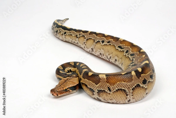 Fototapeta Blood python // Blutpython (Python brongersmai) 