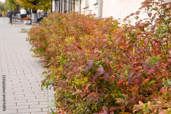 Obraz Spiraea turns red and gold in autumn and is a bright ornamental shrub for urban greening.