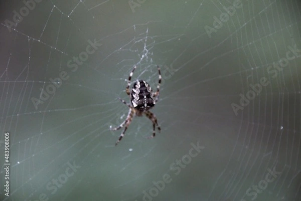Fototapeta spider on the web