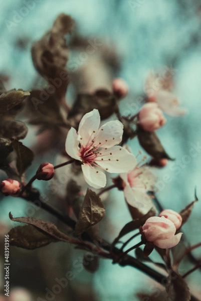 Obraz Blossom in spring