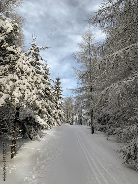 Obraz Snow covered trees