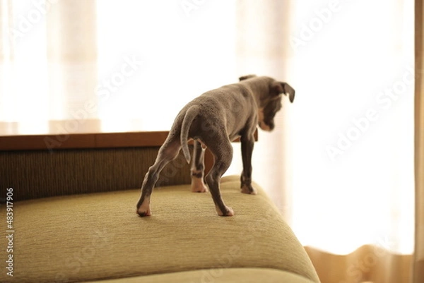 Obraz ソファーで遊ぶ子犬、イタリアングレーハウンド