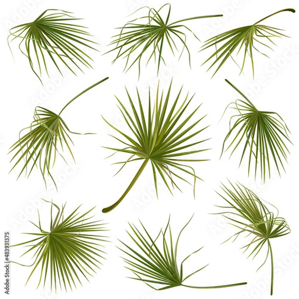 Fototapeta Set of hand drawn vector illustrations of tropical green palm leaves on white background.