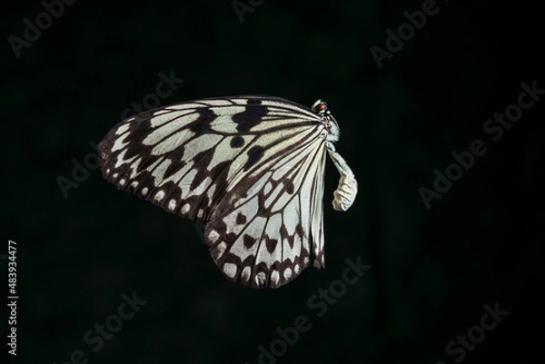 Obraz tropical butterfly on a black background