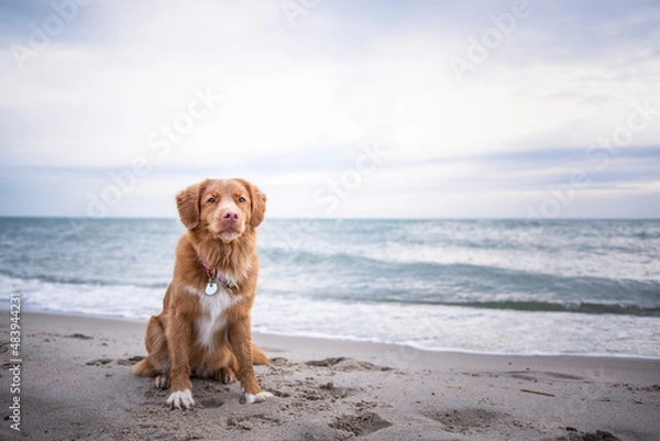 Obraz Pies nad morzem