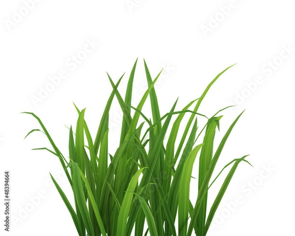 Fototapeta kępka trawy