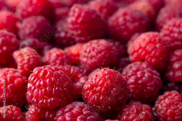 Fototapeta Raspberry. Ripe sweet raspberry background. Close up image.