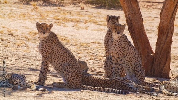 Obraz cheetah in Namibia