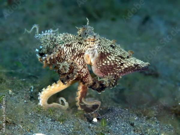 Obraz Mimic Octopus