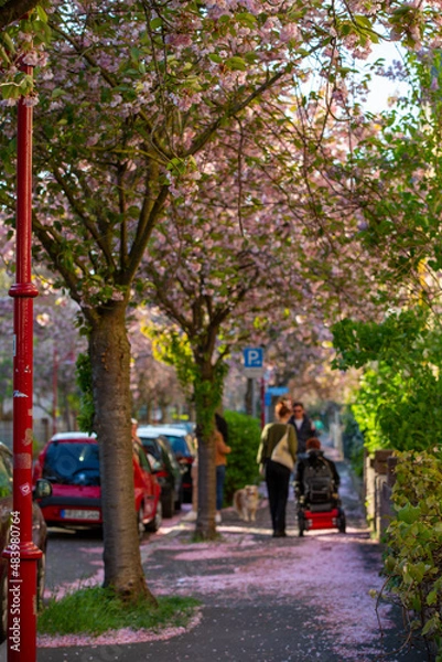 Obraz Kirschblüte im Frühling