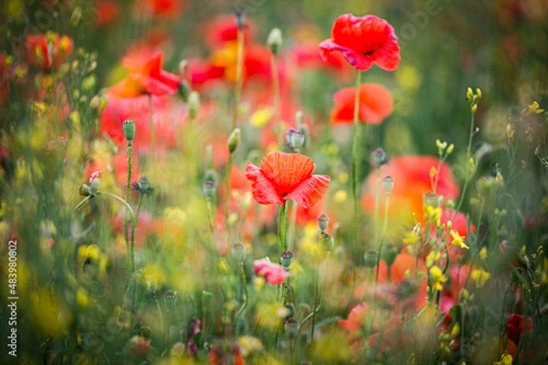 Fototapeta Mohnblumen