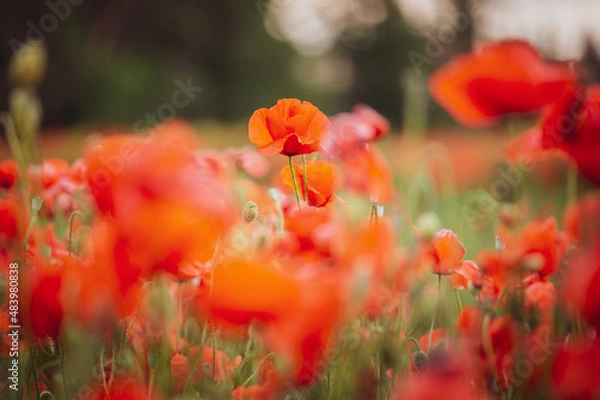 Fototapeta Mohnblumen