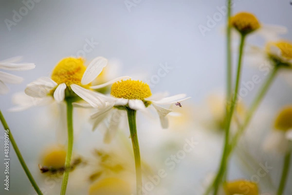 Fototapeta Kamillenblüte