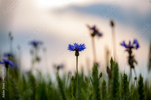 Fototapeta Kornblumen