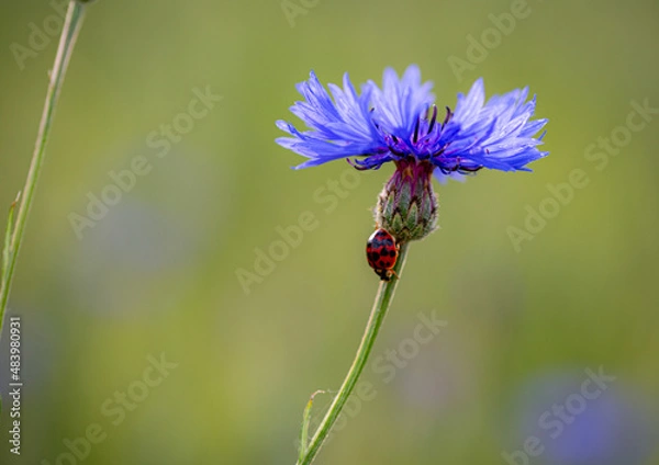Fototapeta Kornblumen