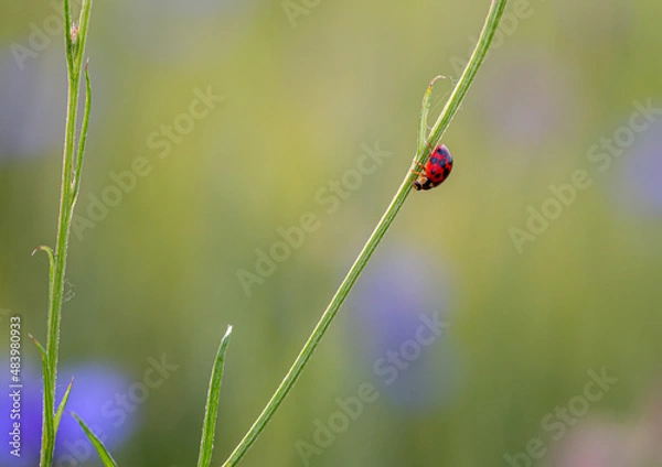 Fototapeta Marienkäfer
