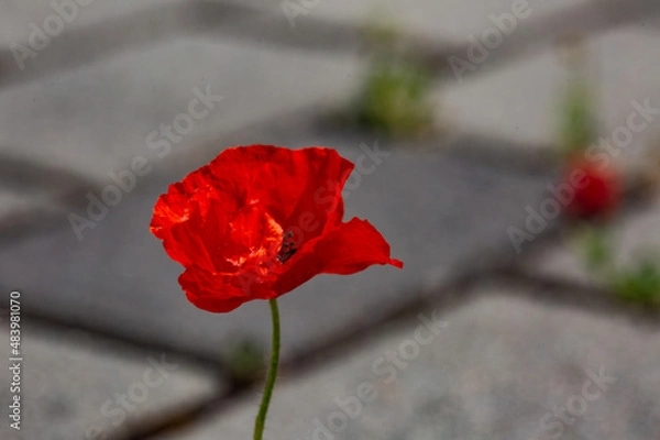 Fototapeta Einsame Mohnblüte