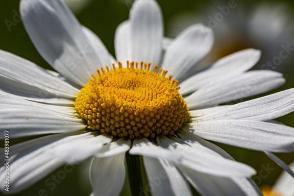 Fototapeta Kamillenblüte