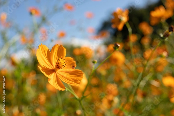Fototapeta Close-up yellow flower in a field on a beautiful day
