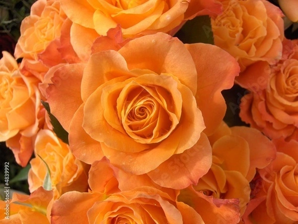 Fototapeta orange Rosen