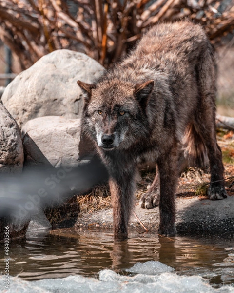 Obraz wolf in the woods