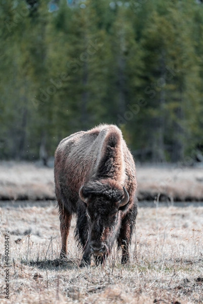 Obraz buffalo in the forest