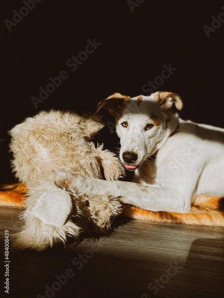 Obraz Husky with stuffed toy