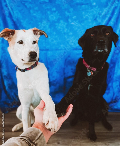 Obraz Husky and black lab posing 2posing
