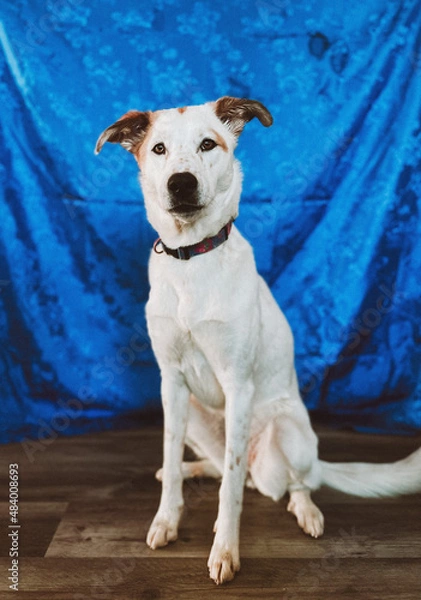 Obraz Husky posing 3